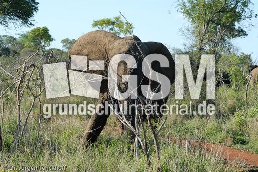 Afrikanischer Elefant (25 von 131).jpg